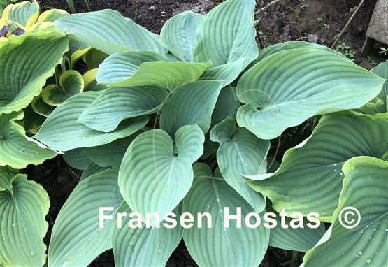 Hosta Blue Wu